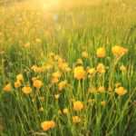6929631-landscape-a-field-with-grass-and-blooming-buttercups-wild-flowers-in-spring-by-sunset