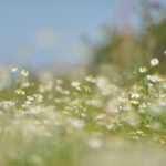nature-field-flowers-grass